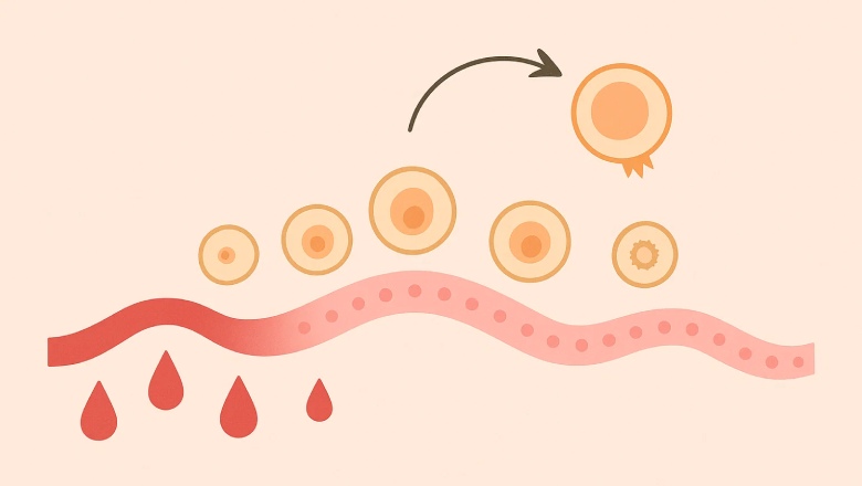 زمان تخمک گذاری در سیکل ۲۸ روزه