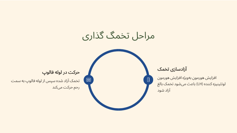 مراحل تخمگ گذاری