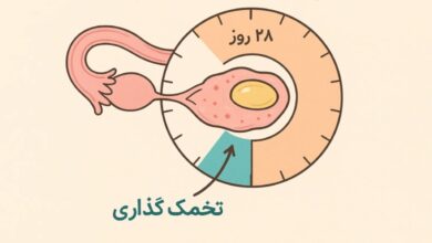 بهترین روش محاسبه زمان تخمک گذاری در پریود نامنظم